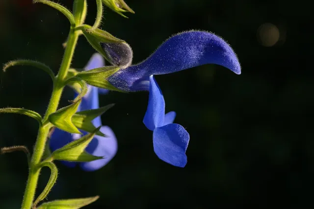 Royal blue