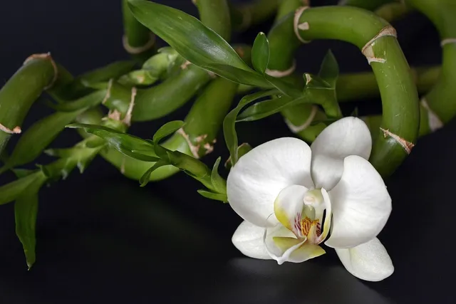 Snow White Bamboo