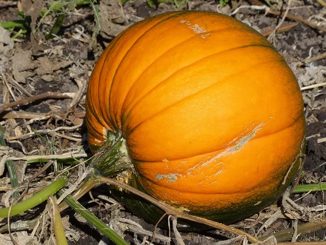 Pumpkin