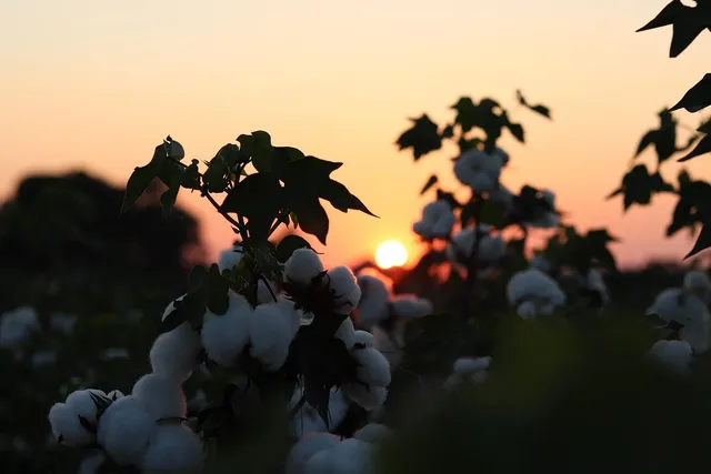 Summer Dreams #4