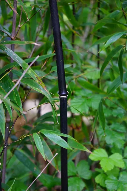 Blue Bamboo