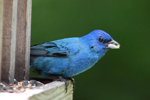 Shibhori Blue featherlight