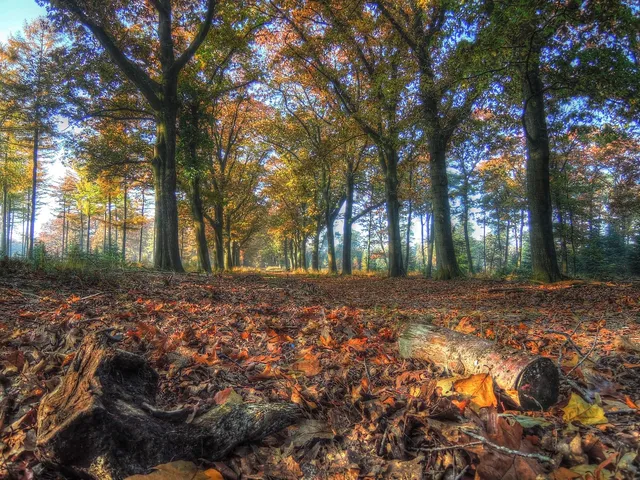Golden November