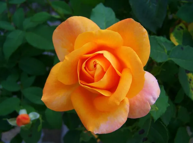 Silk Twine #6 - Peach