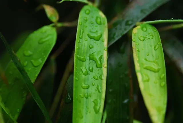 Soft green bamboo