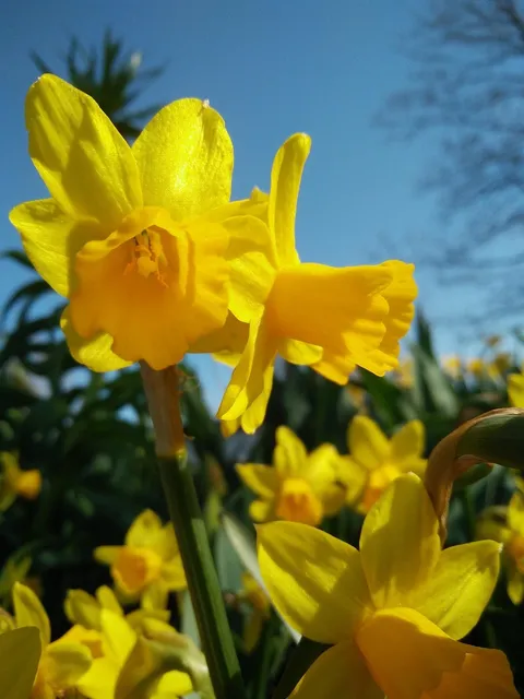 Daffodil