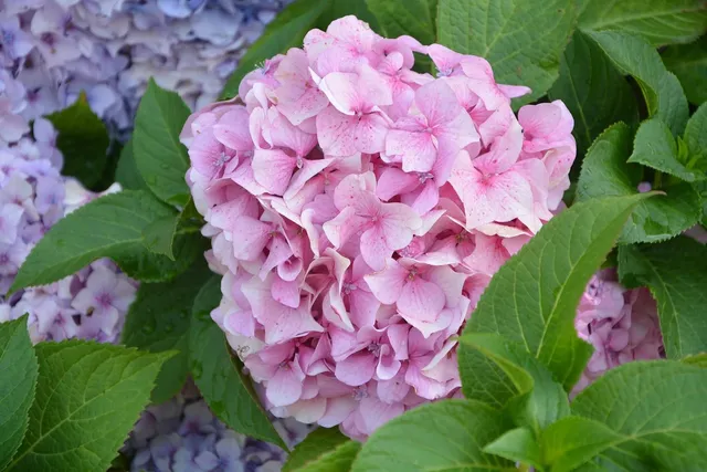 Mauve Bamboo