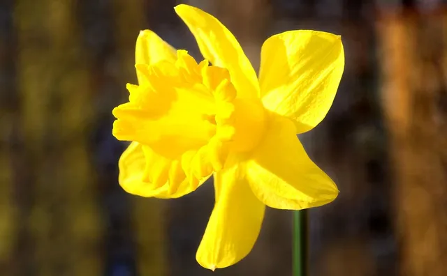 Daffodil
