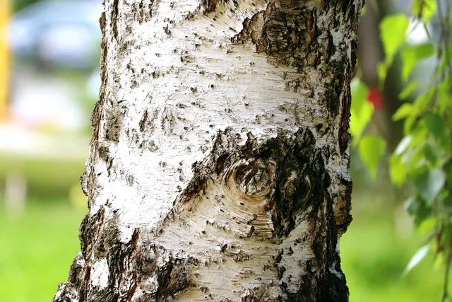Mahogany