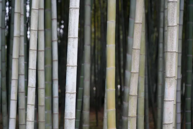 Antique White Bamboo