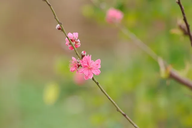 Spring pastels