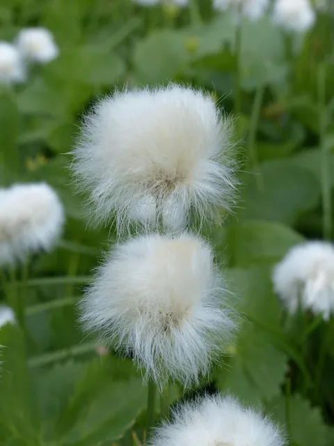 Antique white cotton