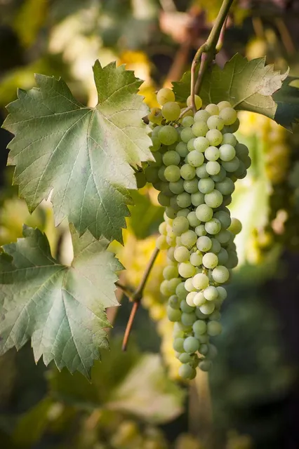 Grape