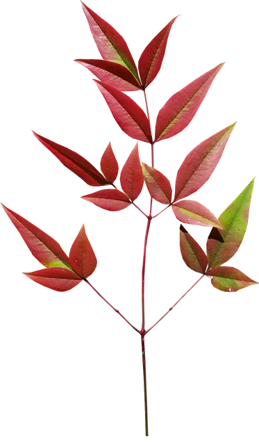 Soft green bamboo