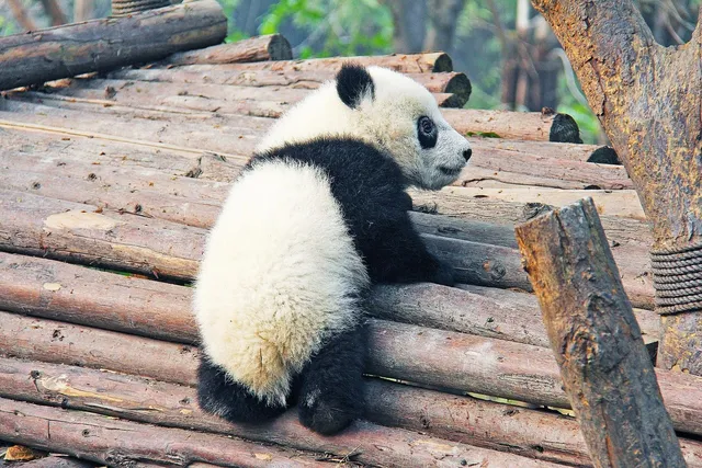Snow White Bamboo