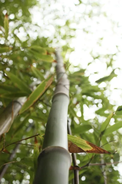 Soft green bamboo