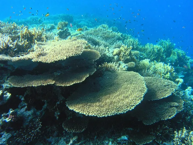 Coral