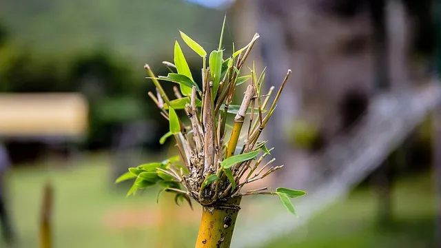 Soft green bamboo