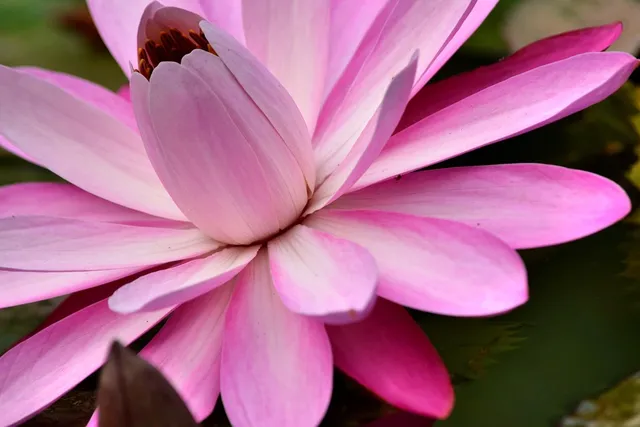 Pink cotton