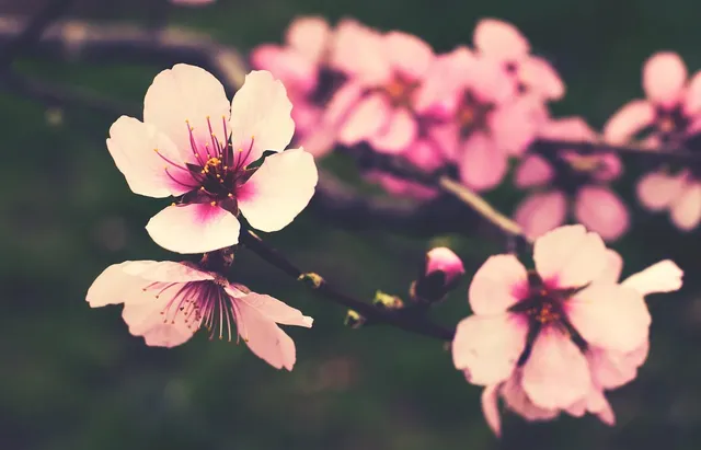 Spring pastels