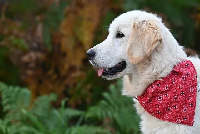 Bandana #1