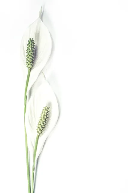 Botanical #2