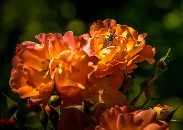 Rose Gold