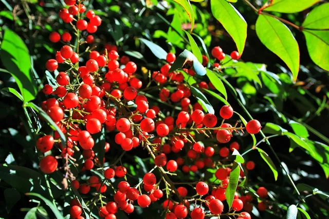 Snow White Bamboo