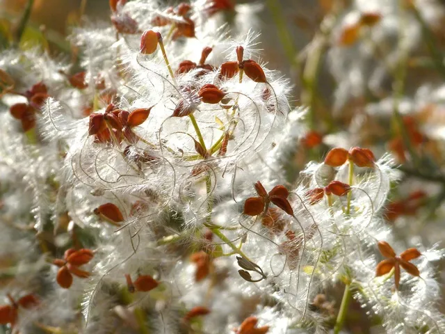 Apricot cotton