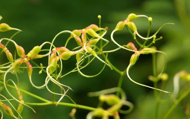 Botanical #1