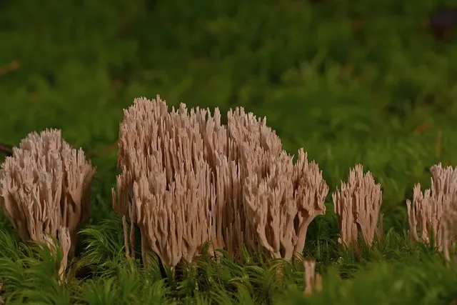 Coral