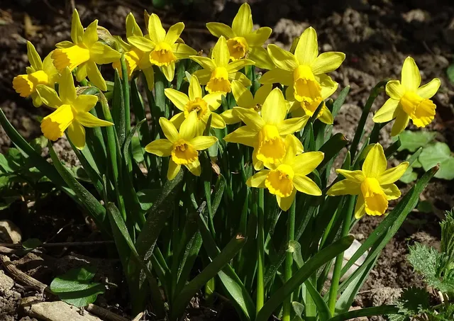 Daffodil