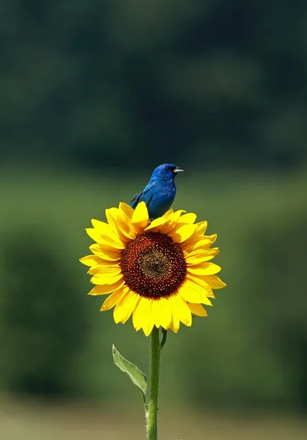 Summer  Dreams #2