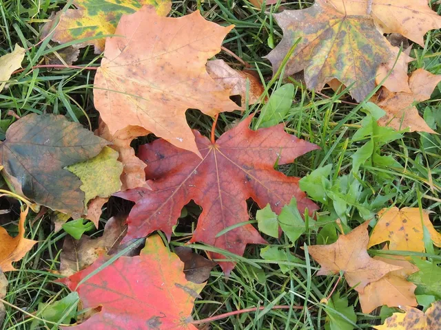 Fall colours