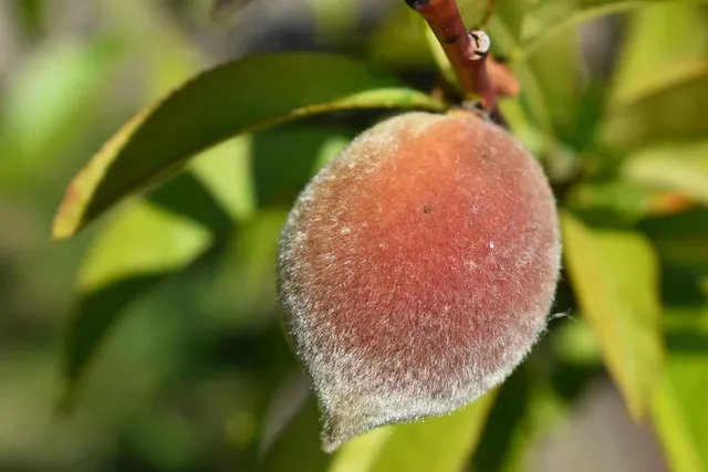 Peach