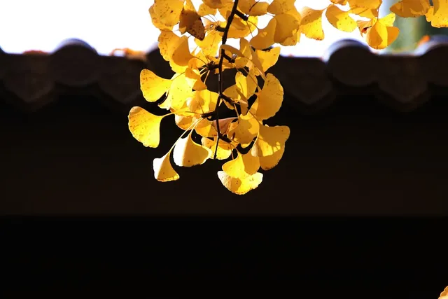 Fall colours