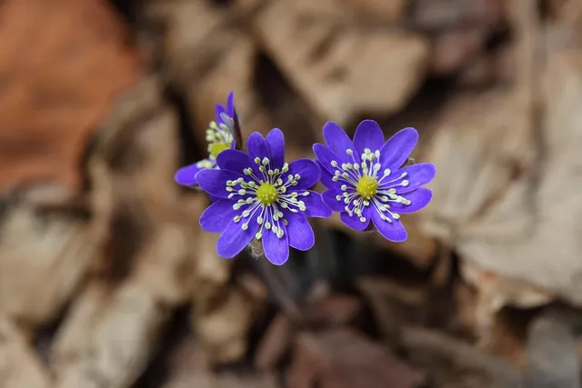 Botanical #2