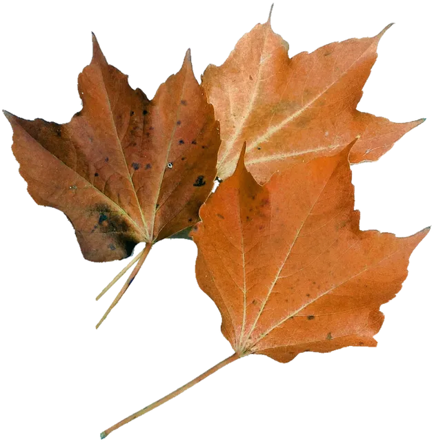 Golden November