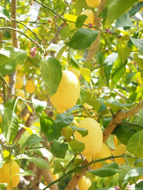 Lemon cotton