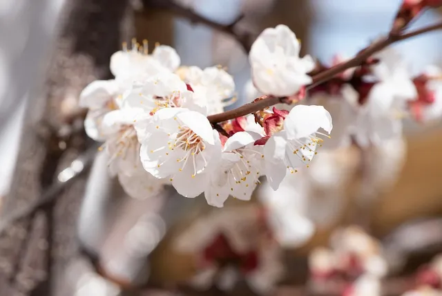 Apricot cotton
