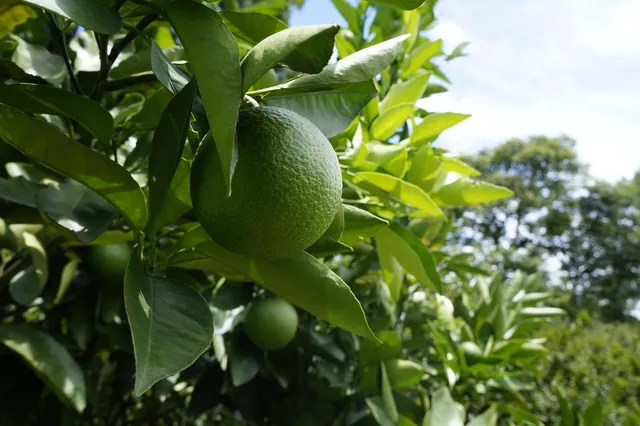Lemon cotton