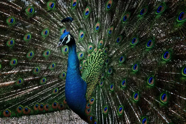 Shibhori Blue featherlight