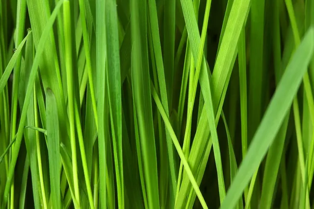 Botanical #4