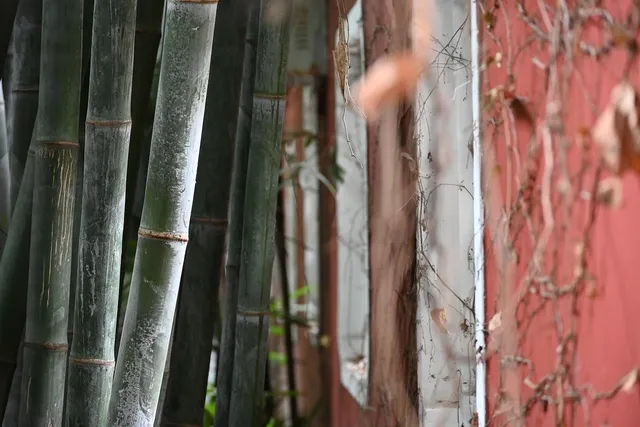 Blue Bamboo