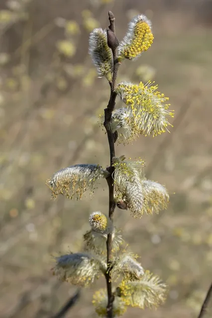 Amaranth Velvet