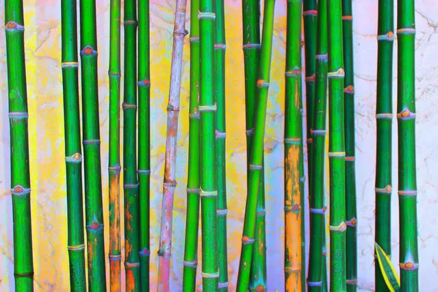 Botanical print Bamboo