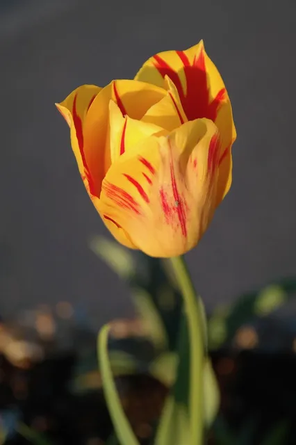 Botanical #3