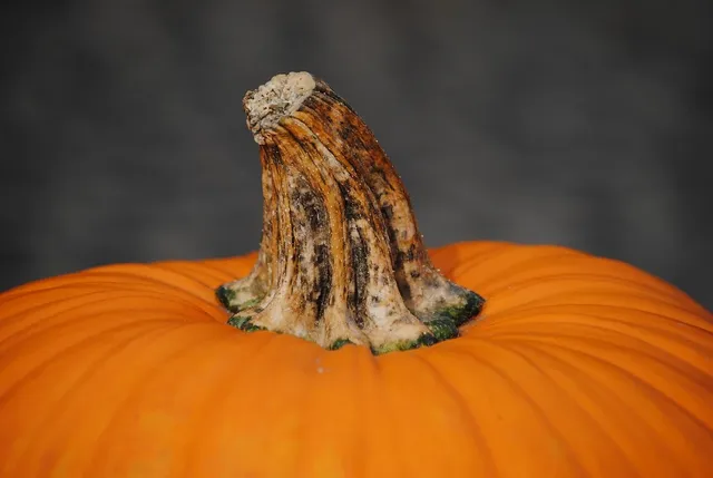 Pumpkin