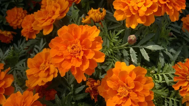 Summer Dreams #5