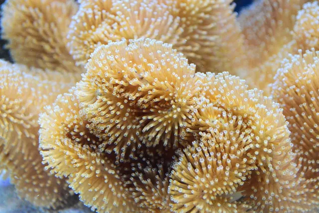 Coral Gauze